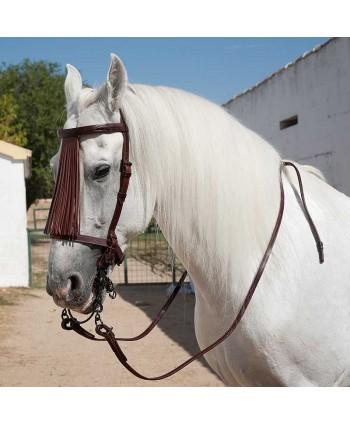 Cabezada Marjoman Española...